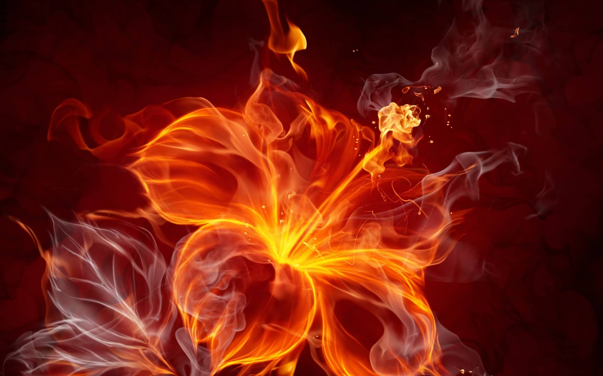 opened-fire-flower-1920x1200-wallpaper-12217